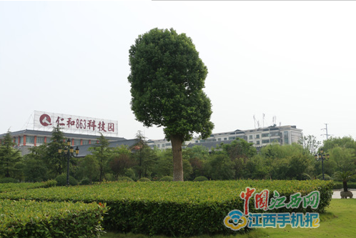 网媒记者探秘“樟帮国药”的炮制古法